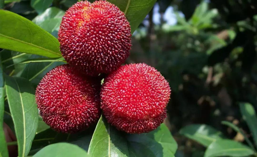 江西省有个莲花县,江西莲花县莲花镇