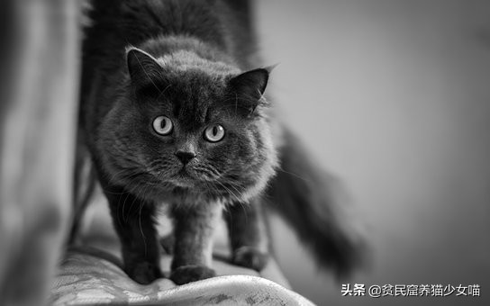 如何知道猫咪是否营养不良,怎么识别猫咪身体状况