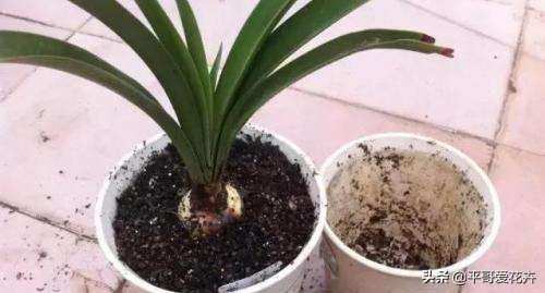 花盆土怎么做营养土,花盆板结土如何制作营养土