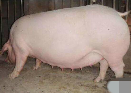 涓翠骇姣嶇尓绠＄悊,涓翠骇姣嶇尓绠＄悊鏂规硶