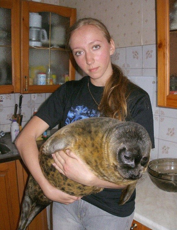 海豹北极熊为什么不怕冷,棕熊海豹