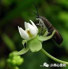 中药图片大全名称,中药图片大全带药名高清