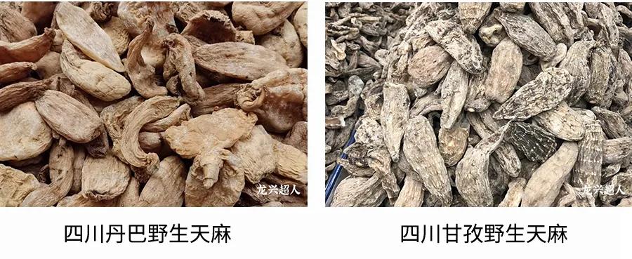 达州道地药材天麻,正宗中药材天麻