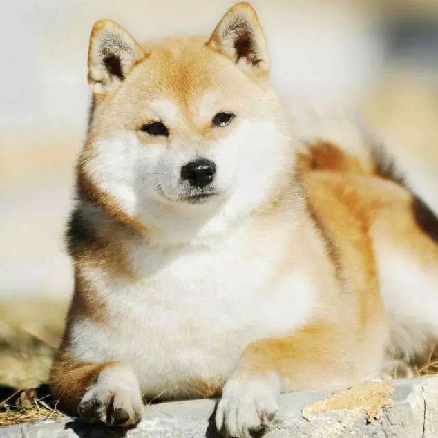 45只名犬排行,45种名犬您都认识吗