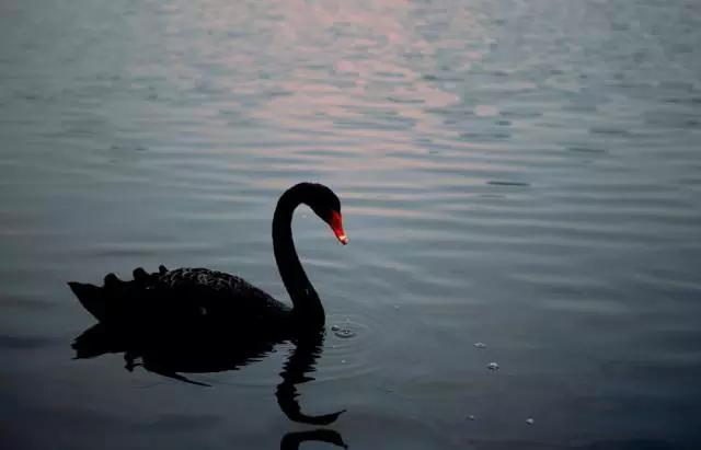 来全球候鸟度假酒店，住别墅，骑行观鸟，给孩子特别的儿童节礼物