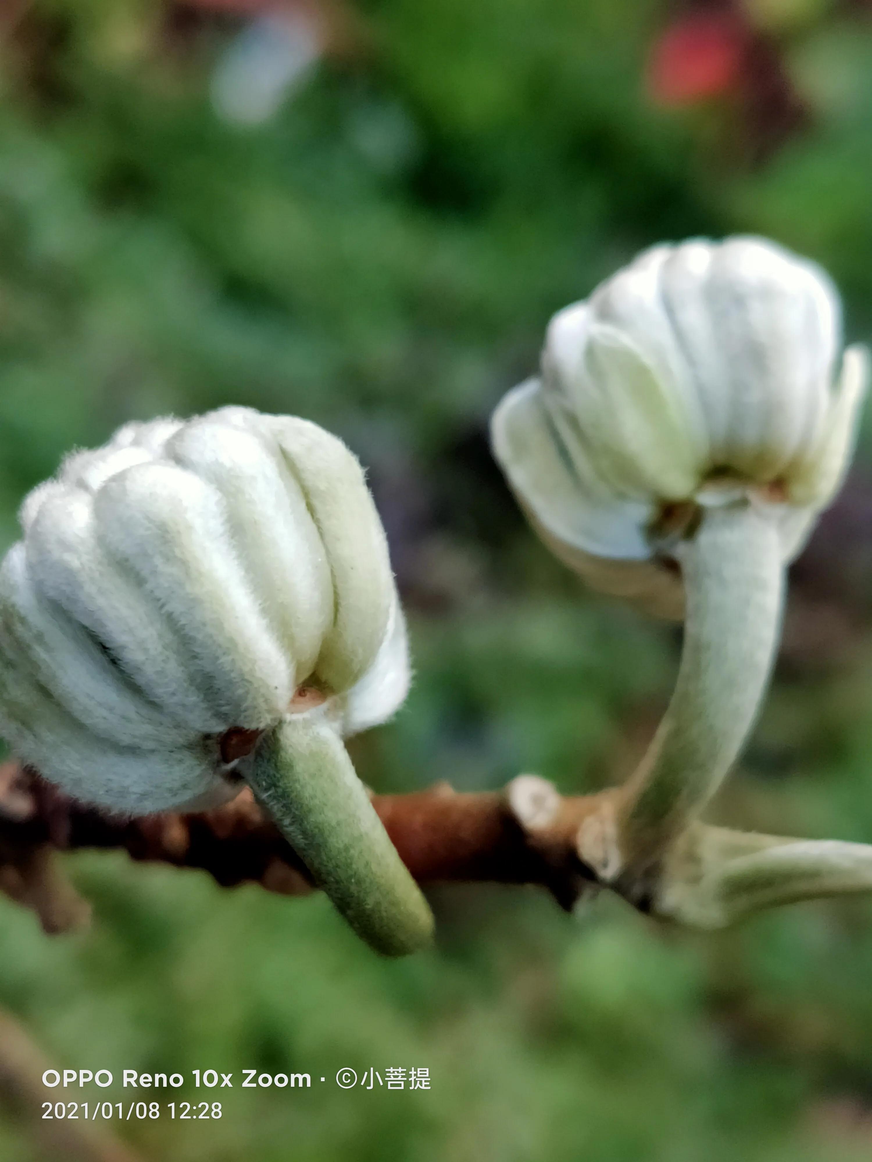 这就是爱情树,若在枝上打两个同向的结,就能得到甜蜜爱情和幸福