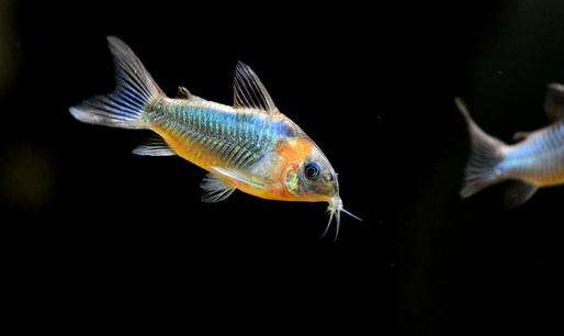 哪些观赏鱼不会伤害自己的宝宝,哪些观赏鱼不需要水草的