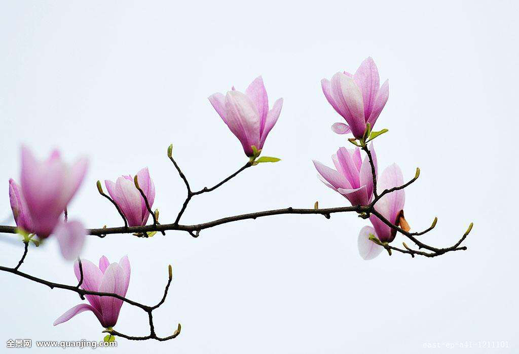 中药材种植基地,中药材玉羊