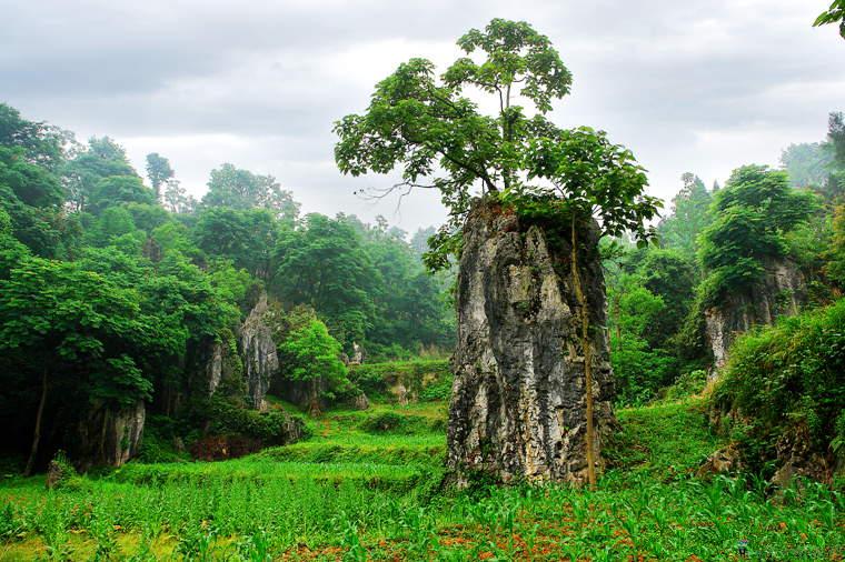 铜仁的一个县，拥有全省最大的天然石林景观，还有一棵楠木王