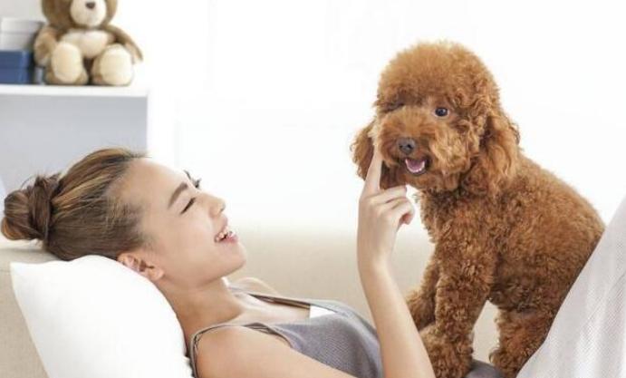 泰迪的十大冷知识,泰迪到底能聪明到什么程度