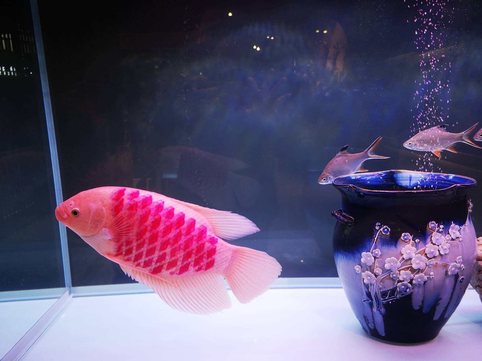 活性炭对于鱼缸的好处与坏处,鱼缸活性炭两年了还有效果吗