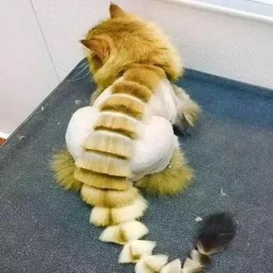 当猫咪剃了毛之后,春天猫咪剃了毛一直发抖