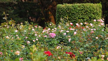 深圳好玩的地方推荐地铁4号线,深圳4号线值得玩的地方