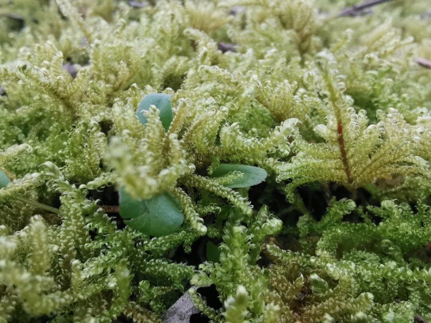 冬季适合摆什么地摊,摆地摊套圈圈的秘诀