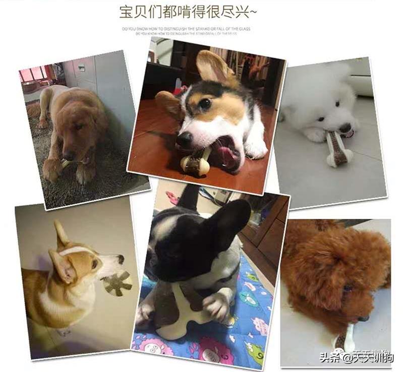 狗狗最爱玩的小玩具有什么,狗狗喜欢的玩具排行榜大全