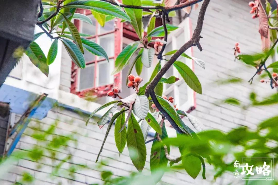 慧园里,南京城中,时光交错的角落