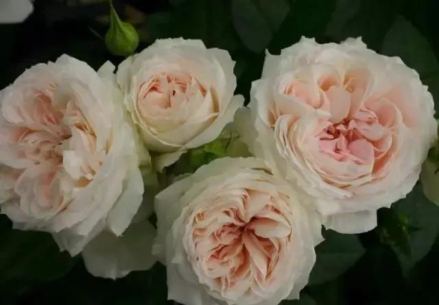 每天学习一点点花卉,100种常见玫瑰品种