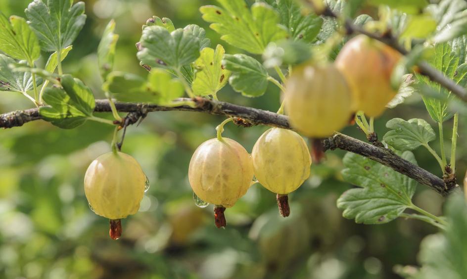 它是天然清肺王,它是天然的止咳王