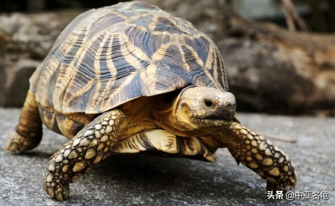 养龟秘籍搞笑,养龟绝招大全视频