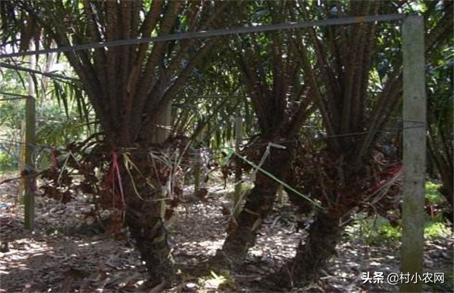 村小农,村小农网