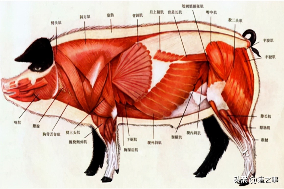 养猪人要懂的知识,生猪养殖结构图