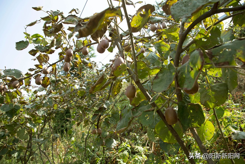 阳新县新闻,湖北鄂州阳新新闻