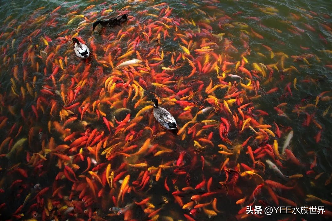 鱼开口喂料注意事项视频,新鱼不吃上浮饲料怎么办