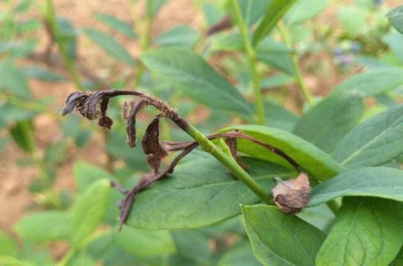 蓝莓容易得的病害有哪些,蓝莓盛果期怎样防治病害