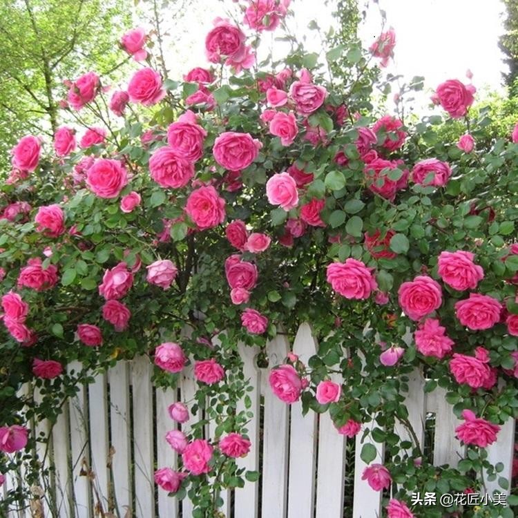 四季开花又耐寒的爬藤植物有哪些,好养的户外爬藤花卉植物有哪些