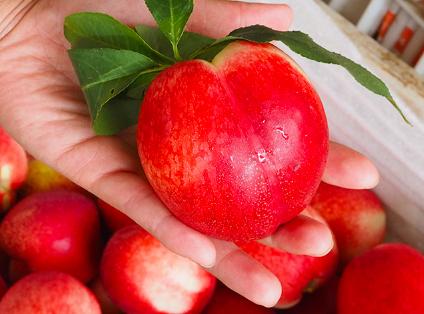 哪个季节的油桃最好吃最甜,油桃新鲜应季水果