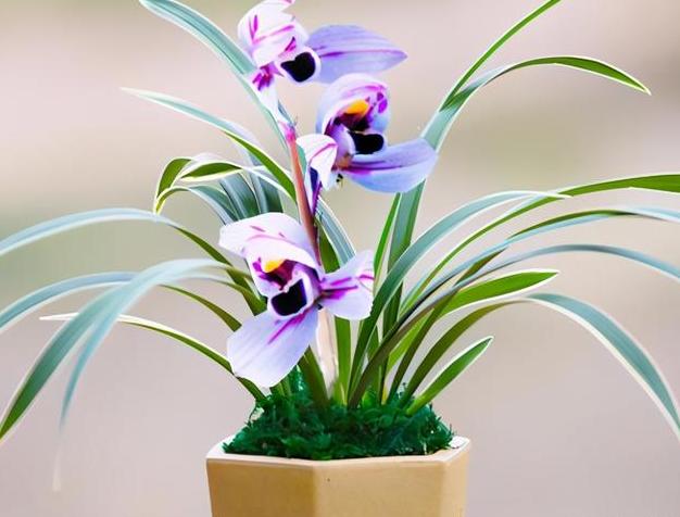 四季开花又带浓香的兰花有什么,又高开花又香的兰花