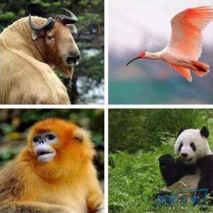 游钓篇｜渔在熊猫故里