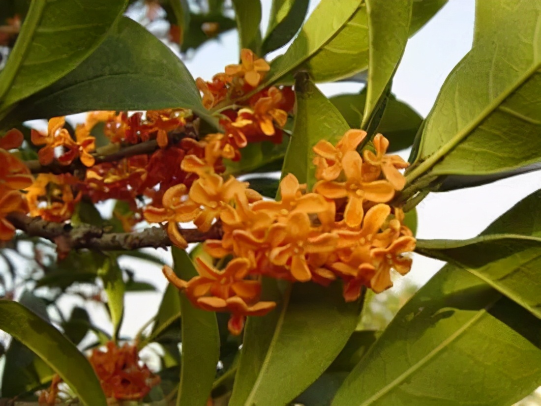 桂花发了好多新芽,桂花品种对比一览表