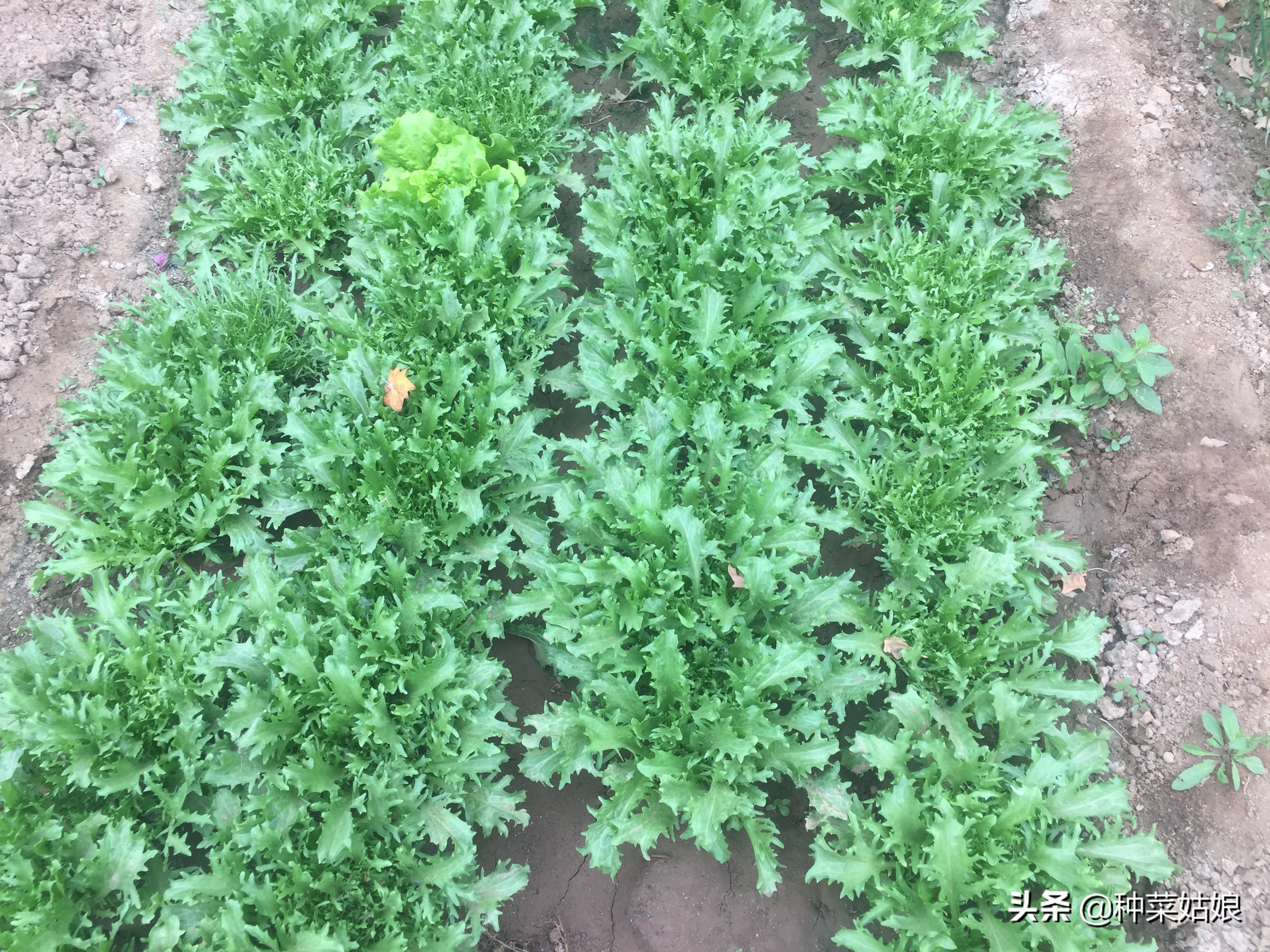 病虫害防治教你一招就能轻松搞定,一招解决各种病虫害