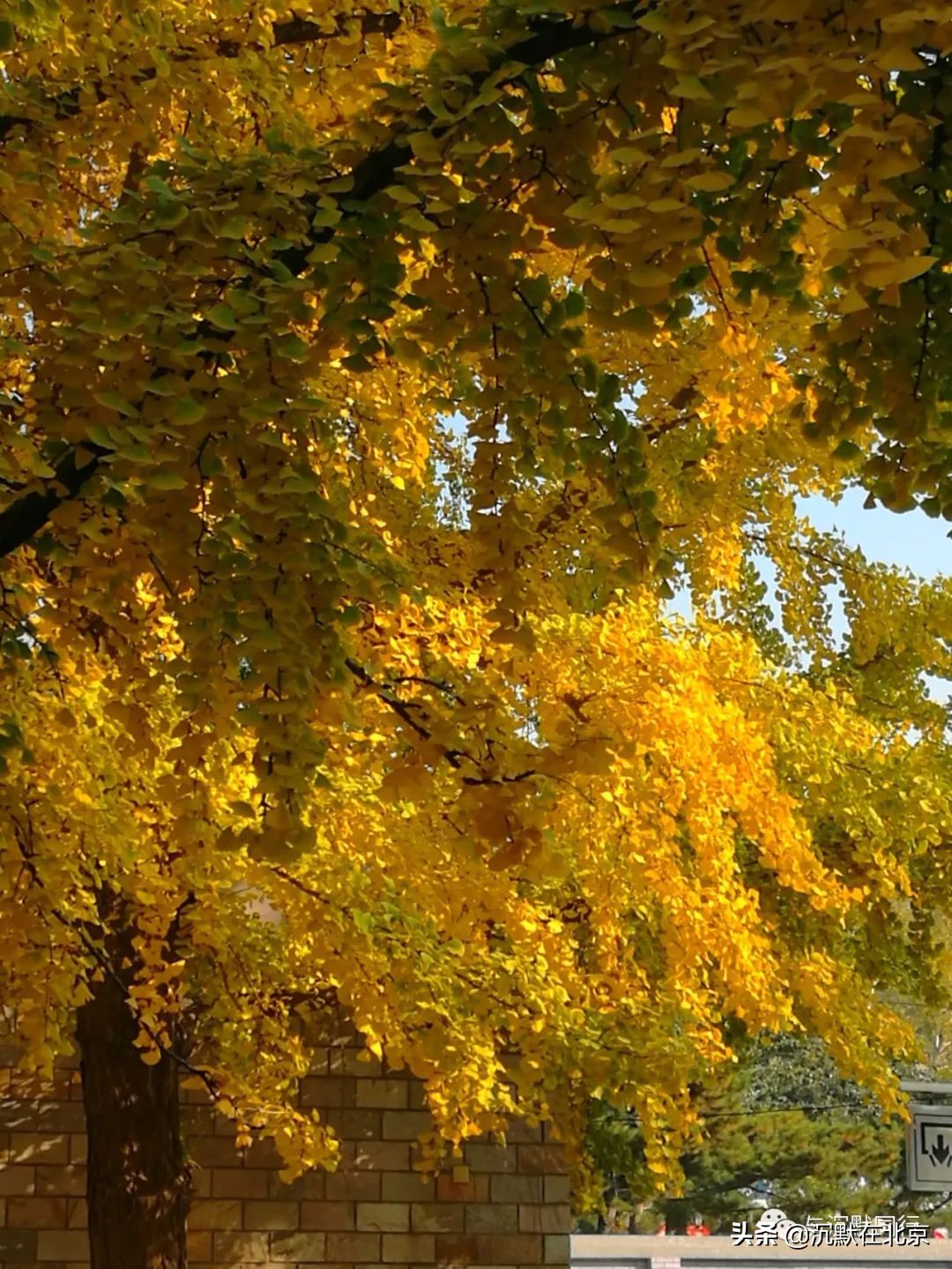 北京之秋的感受,最美的北京之秋