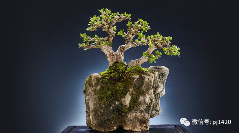 盆景四大类,盆景四绝