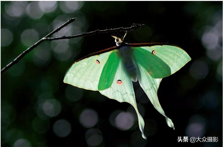 美丽之上,自然生态摄影介绍