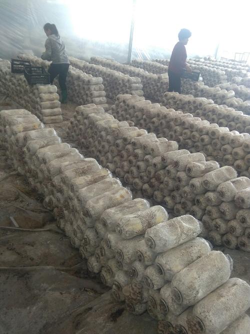 我想种植平菇可以到哪里学习技术,最简单种植平菇配料