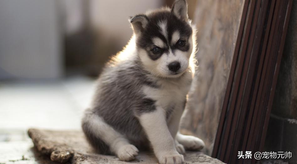 狗狗的哪几种行为最让铲屎官烦恼,狗狗一整天不拉大便怎么办