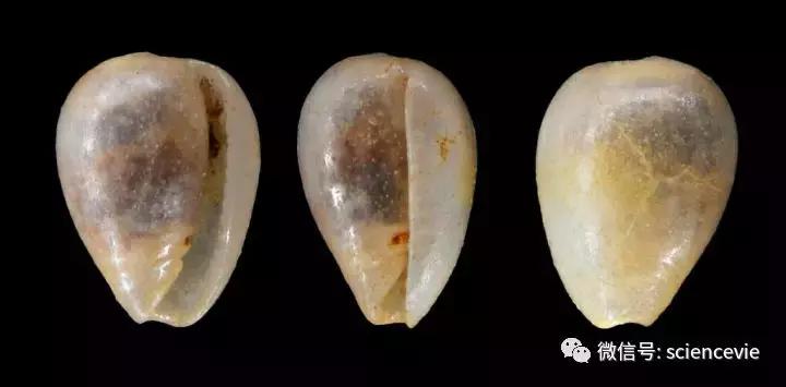 世界上最珍稀的50种贝壳,世界上最贵的贝壳排行榜