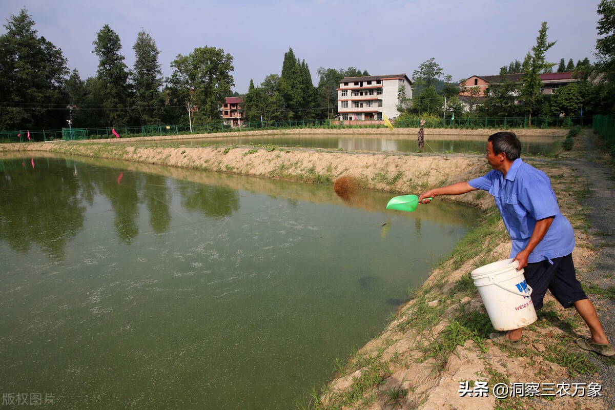 夏天的泥鳅养在家里怎么养不会死,5到6厘米的泥鳅苗怎么养在家里