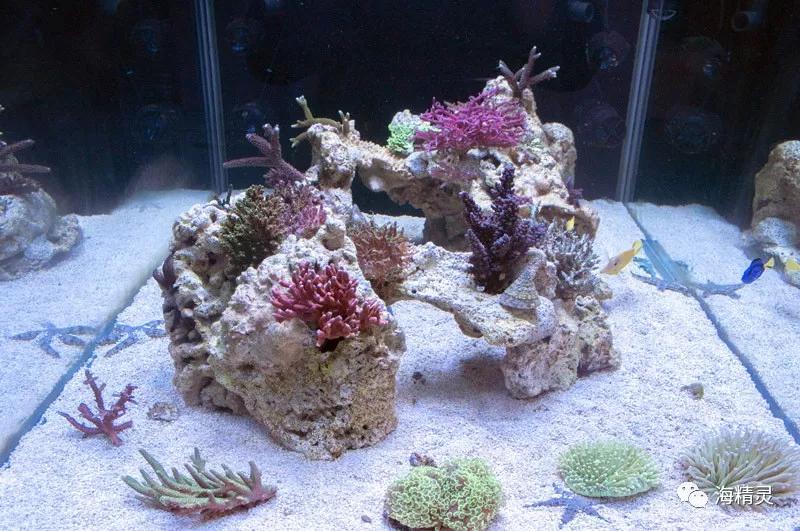 为什么一定要爆藻,为什么国人对鱼情有独钟