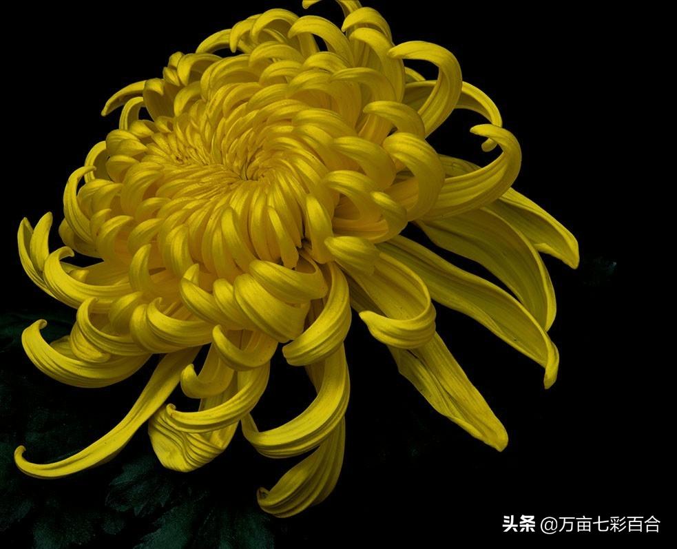 中国的国花有哪5种,除了我国的国花其他国花你了解吗