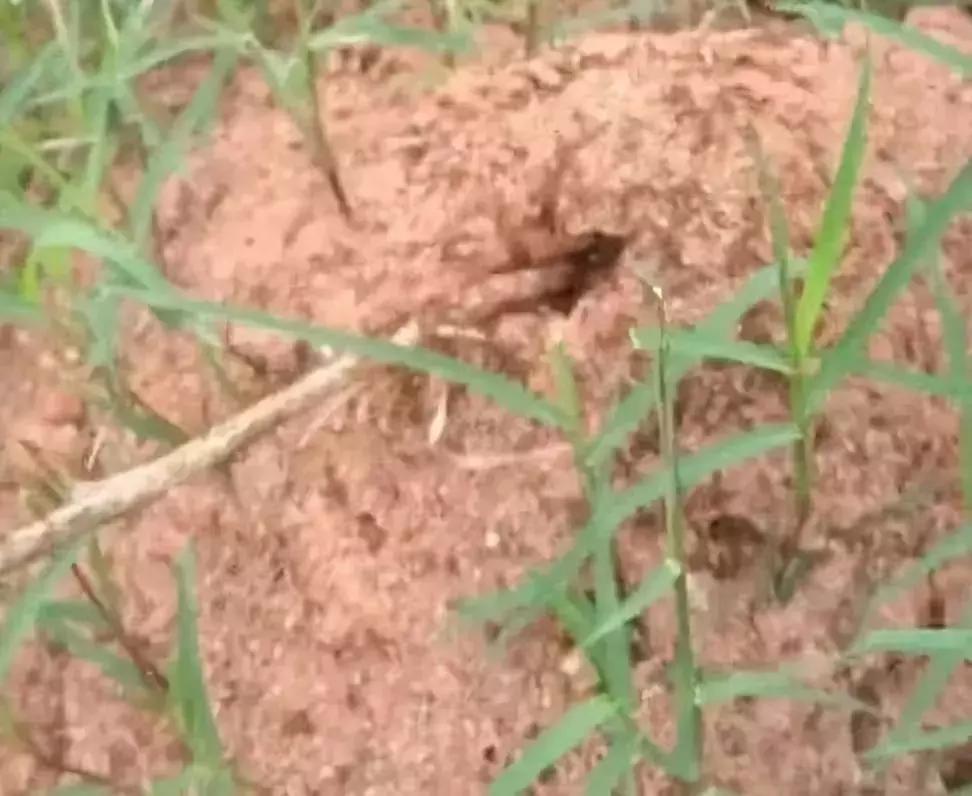 广西红火蚁咬伤事件,红火蚁入侵防城港市