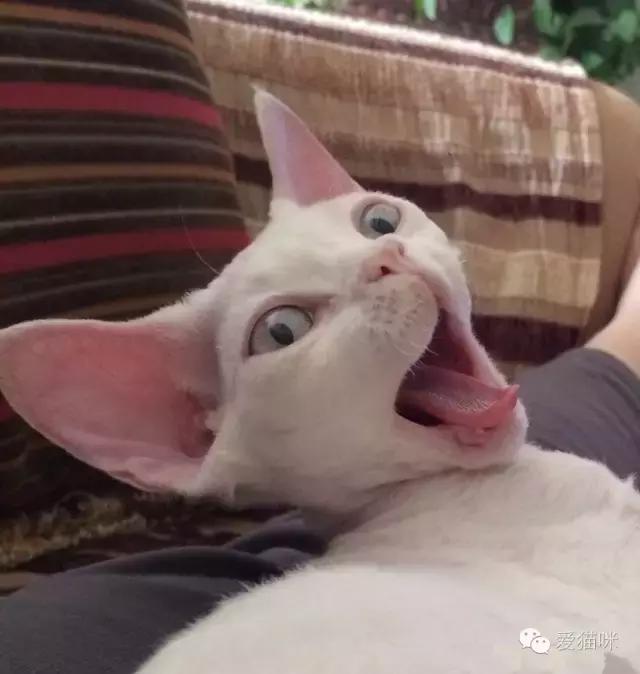 猫咪图鉴,七喵德文卷毛猫