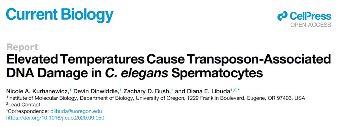 男性高温时睾丸会怎么样,长时间高温烫睾丸会不孕吗