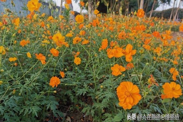 南京面积最大的公园，美不胜收却被游客忽略