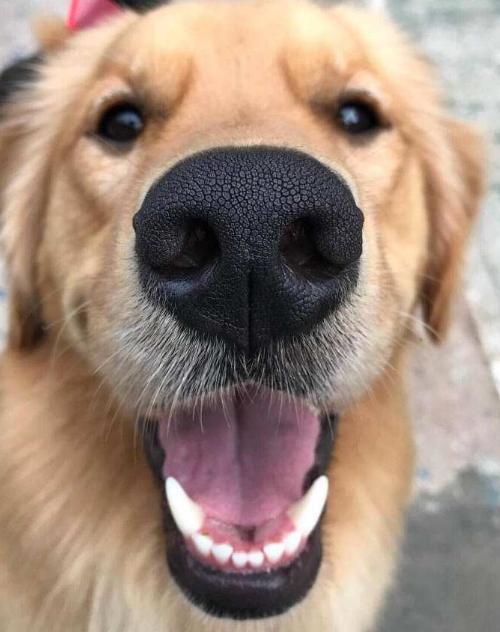 狗狗几个月可以看出来凶不凶,狗狗也能从视觉判断事物