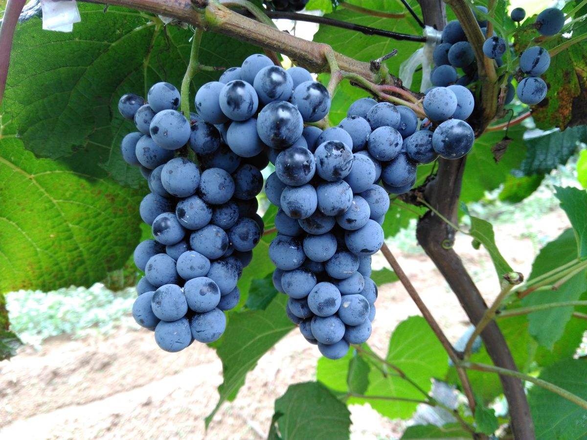 农村的野果子有哪些,农村的野果子真好吃