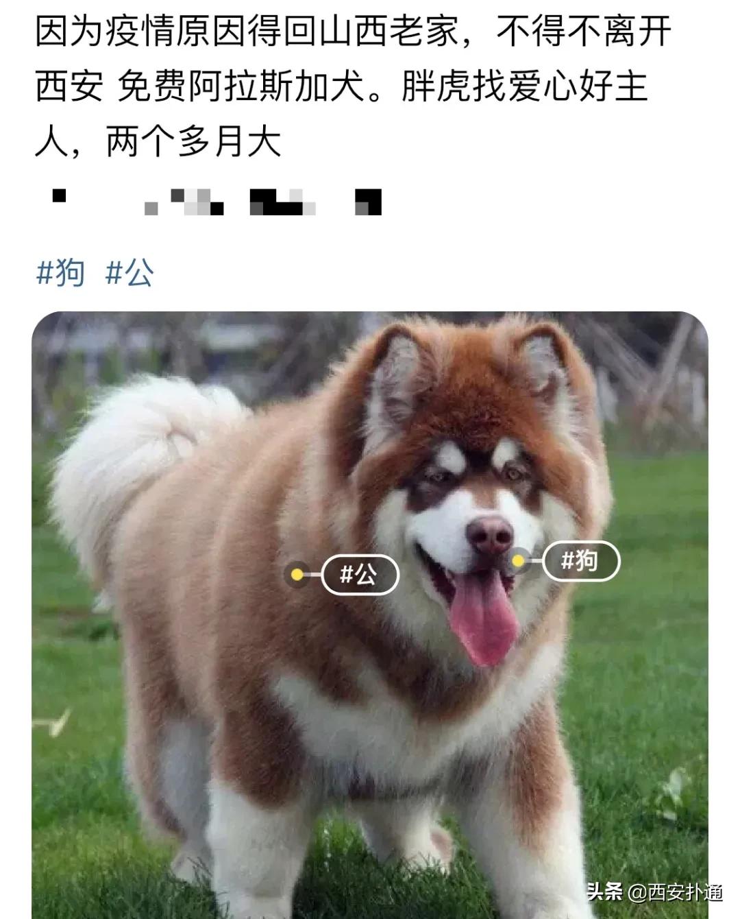 给狗相亲，代吃代喝...西安人在闲鱼上到底在卖啥？